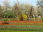 Britzer Garten - Tulipan 2007