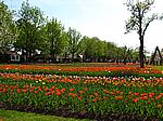 Britzer Garten - Tulipan 2007