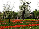 Britzer Garten - Tulipan 2007