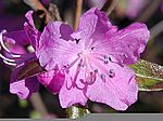 Azaleenblüte - Aufgenommen am 7. Februar 2004
