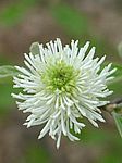 Federbuschstrauch -lt. Fothergilla gardenii - Gesehen beim Besuch des Botanischen Gartens in Hamburg, am 29.April 2004