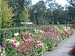 Der Dahliengarten