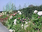 Der Dahliengarten