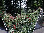 Der Rosengarten