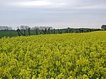 Rapsfelder um Ahrenshoop