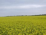 Rapsfelder um Ahrenshoop