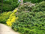 Im Rhododendronpark