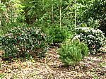 Im Rhododendronpark