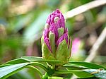 Rhododendronblüte