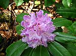 Rhododendronblüte