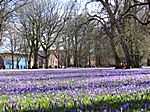Krokuswiesen im Schlossgarten